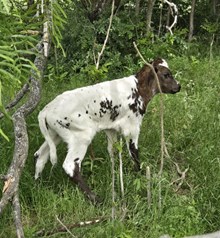 2025 DIRTY DANCING BULL