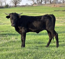 2025 CHAMPAGNE HEIFER
