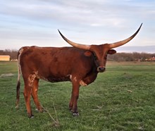 2023 TIARA HEIFER CALF