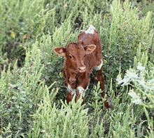 2022 TIARA BULL CALF