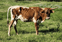 2021 CR JUST FROSTED CHEX HEIFER CALF