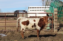 RC LACEY K X REBEL HR ET (H) TAG 510